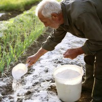 生石灰粉种菜专用正宗白灰粉家用菜地10斤消毒防潮吸霉树木干燥剂 【高纯度】生石灰50斤
